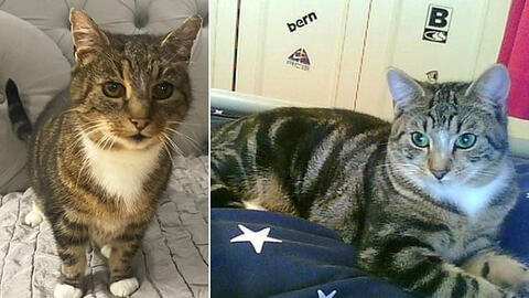 Mèo cưng mất tích khiến gia đình đau buồn khôn nguôi, 11 năm sau cú điện thoại bất ngờ đưa đến "phép màu" kỳ diệu không thể tin nổi