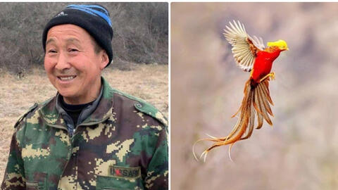 Đem “phượng hoàng vàng” về nuôi, người đàn ông vừa khoe ảnh thì chuyên gia tìm tới tận nhà