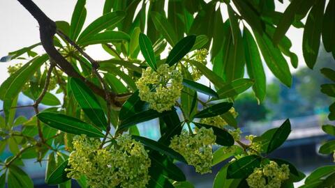 Hoa sữa bắt đầu “xâm chiếm” Hà Nội