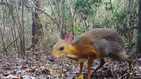 Phát hiện cheo cheo lưng bạc tại Việt Nam sau gần 30 năm bị nghi tuyệt chủng