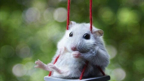 Ngày khai trương đẹp nhất năm 2022 cho tuổi Canh Tý 1960