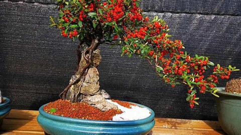 Táo gai ký đá chưng tết, giá chục triệu đồng