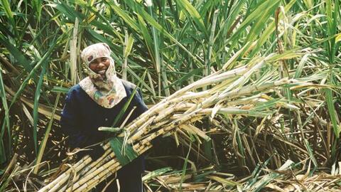 Câu chửi thương và tộ đường dẻo