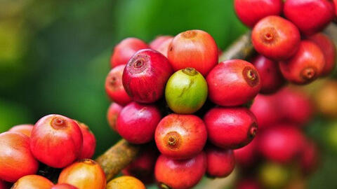 Giá cà phê thế giới tiếp đà giảm