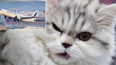 Máy bay phải hạ cánh khẩn vì bị mèo chui vào buồng lái tấn công phi công