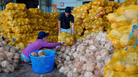 Giá dừa nguyên liệu tăng mạnh