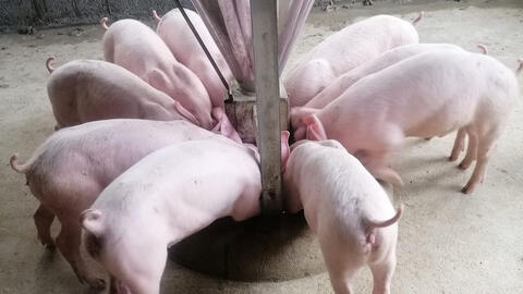 Giá heo hơi giảm mạnh tại Tây Nguyên