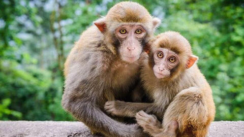 Xem tuổi xông đất 2022 cho gia chủ tuổi Bính Thân 1956