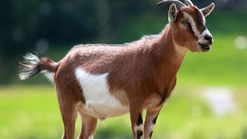 Ngày khai trương đẹp nhất năm 2022 cho tuổi Ất Mùi 1955