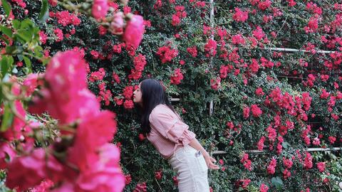 Đến Sa Pa mùa hồng leo như lạc vào... thiên đường