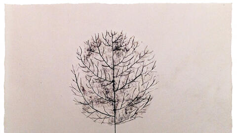 Có một cây, là có rừng...