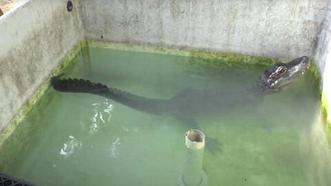 Những công trình nghiên cứu hài hước đoạt giải Ig Nobel 2020