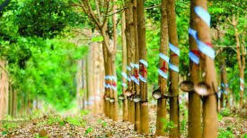 Giá cao su đồng loạt giảm trên các sàn châu Á