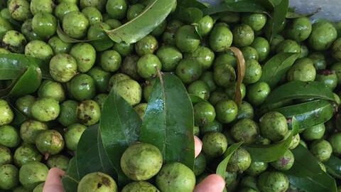 Lần đầu xuất 22 tấn trái sâu sang Australia, giá hơn 300.000 đồng/kg