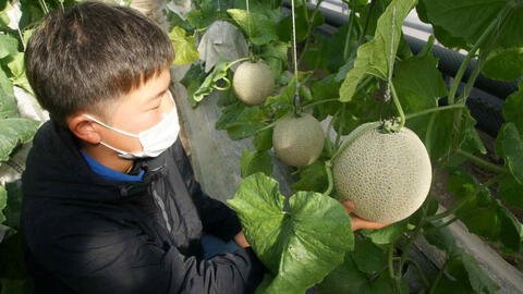 Người Nhật đưa dưa hảo hạng đi Singapore và trồng nho tại Việt Nam