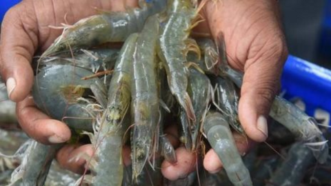 Dự báo xuất khẩu thủy sản những tháng tới khả quan