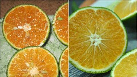 4 tuyệt chiêu phân biệt cam Việt Nam và Trung Quốc