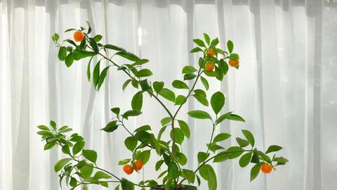 8 loại cây ăn quả tốt nhất có thể trồng ở nhà