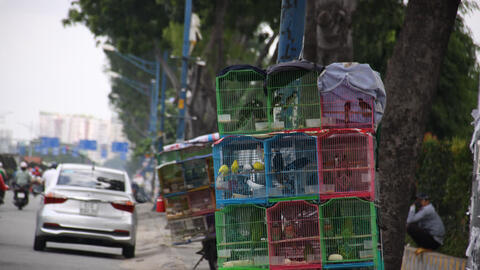 Cá vàng, chim sẻ để phóng sinh vào Rằm tháng 7 tăng giá