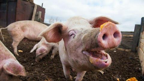 Dự báo giá heo hơi tăng nhẹ tại một số địa phương