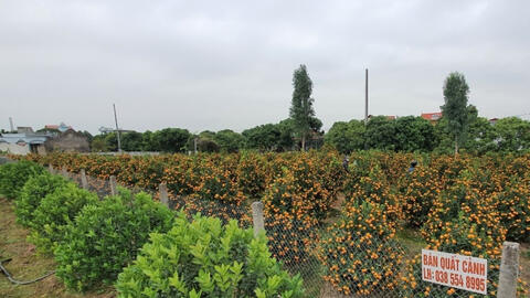 Đào quất Tết "ế" chưa từng có, nhiều vườn khách bỏ cọc