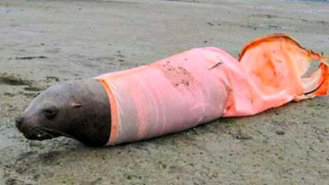 Tác động kinh hoàng của ô nhiễm môi trường đến các loài động vật