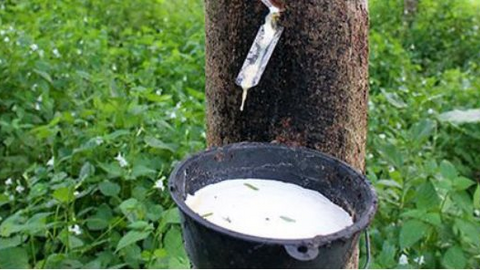 Giá cao su đang trong giai đoạn giảm