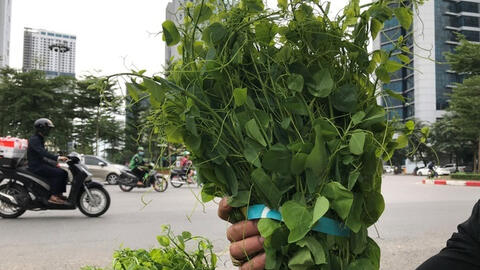 Rau rừng có giá thành đắt ngang với thịt lợn vẫn được "săn lùng"