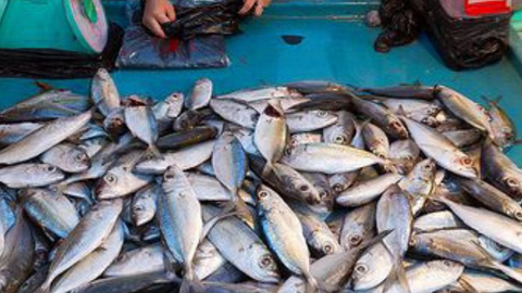 COVID-19 khiến xuất khẩu thủy sản tháng 8/2021 giảm mạnh