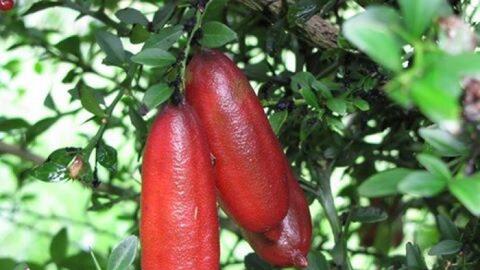 Chanh ngón tay giá 2 triệu đồng/kg có gì đặc biệt?