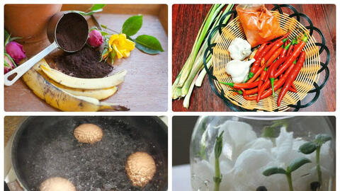 Mẹo chăm sóc cây xanh tươi tốt quanh năm mà không tốn một xu