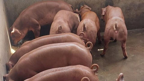 Giá heo hơi có nguy cơ xuống dưới 70.000 đồng/kg