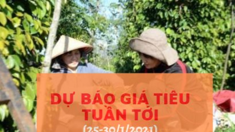 Nhà đầu cơ tích cực gom hàng, giá tiêu tiếp tục đà tăng?