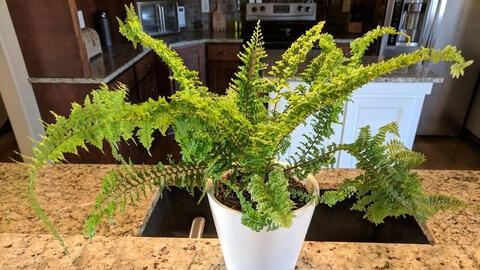 Những loại cây có thể hút nhiệt và làm cho ngôi nhà bạn thêm ấm áp vào mùa thu - đông