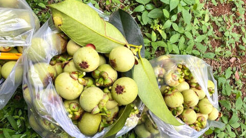 Lợi bất cập hại từ trào lưu làm gỏi với măng cụt xanh