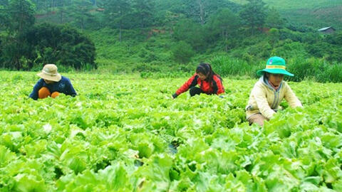 Dịch nCoV đẩy giá rau Đà Lạt lên cao