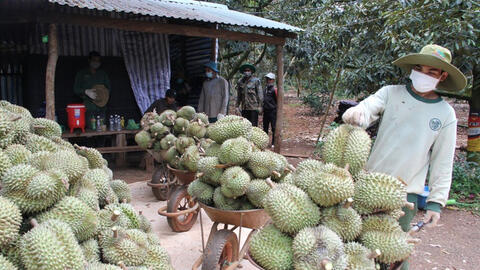 Đắk Lắk kêu gọi hỗ trợ tiêu thụ hơn 80.000 tấn sầu riêng, bơ