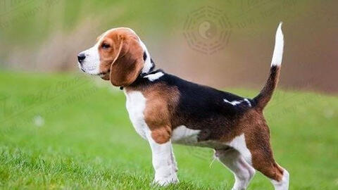 Tuổi Giáp Tuất 1994 xuất hành Tết 2022 vào giờ nào, hướng nào tốt nhất?