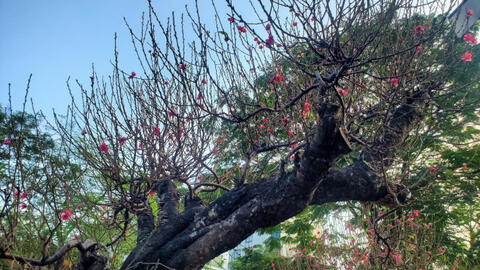 Kiến nghị cho phép truy xuất nguồn gốc cây đào để người dân được phép khai thác