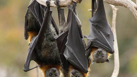 Chuyên gia cảnh báo đại dịch mới có thể sớm bùng phát