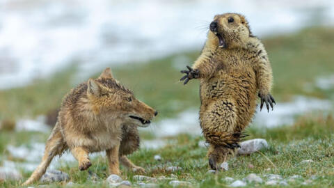 19 khoảnh khắc tự nhiên đẹp nhất năm (P1): Sóc chết đứng trước cáo là hoàn hảo nhất