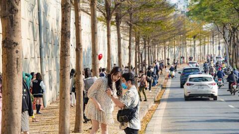 Bàng lá nhỏ "nhuộm vàng" ven sông Tô Lịch, người dân nô nức chụp ảnh bất chấp dịch bệnh