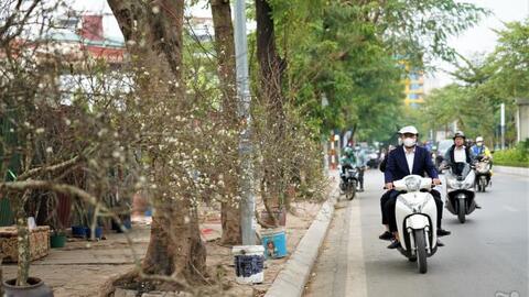 Hoa rừng xuống phố hút khách Thủ đô chơi Tết sớm