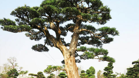 Cây tùng bonsai trị giá 6 tỷ đồng của người nông dân gốc Bình Định