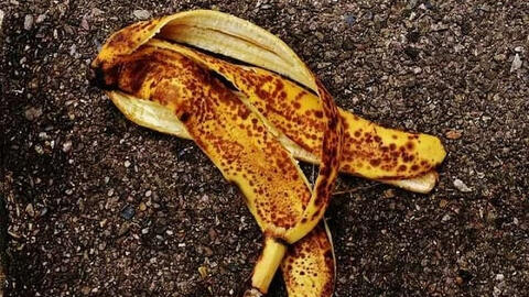 Các nhà khoa học nữ ĐH Lạc Hồng nghiên cứu thành công quy trình tạo nhựa sinh học từ vỏ chuối