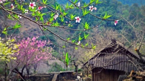 Tuyệt đối không được gây khó khăn cho người dân và doanh nghiệp khai thác đào, mai