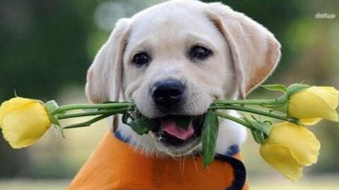 Xem tuổi xông đất 2022 cho gia chủ tuổi Giáp Tuất 1994