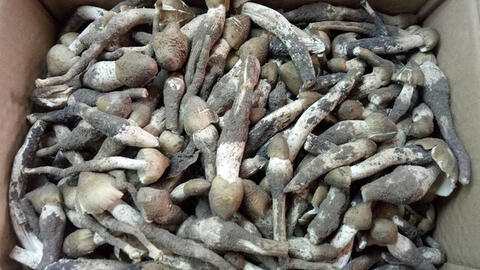 Nấm mối tăng giá gấp đôi nhưng vẫn khan hiếm