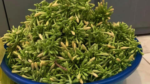 Hoa đu đủ đực ngày càng được ưa chuộng, mùa cao điểm lên đến hàng triệu đồng/kg