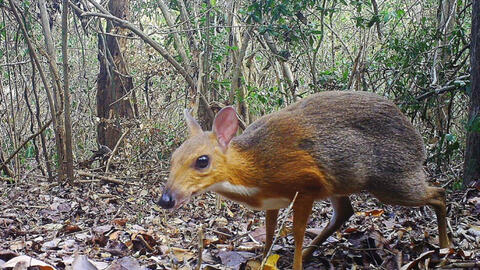 Ngoài cheo cheo, Việt Nam còn có những động vật quý nào đứng trước nguy cơ tuyệt chủng?